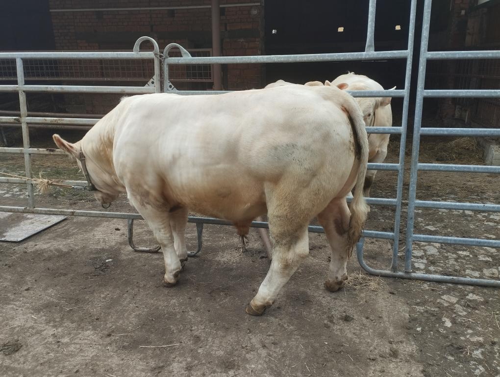 Plemenný býk charolais - 2