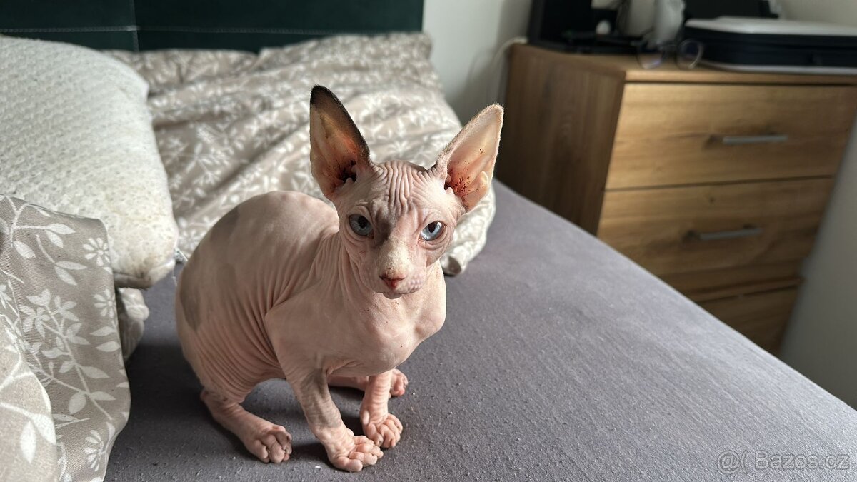 SPHYNX - Kočka - 2