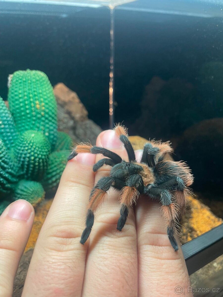 Terárium + Brachypelma hamorii - 2
