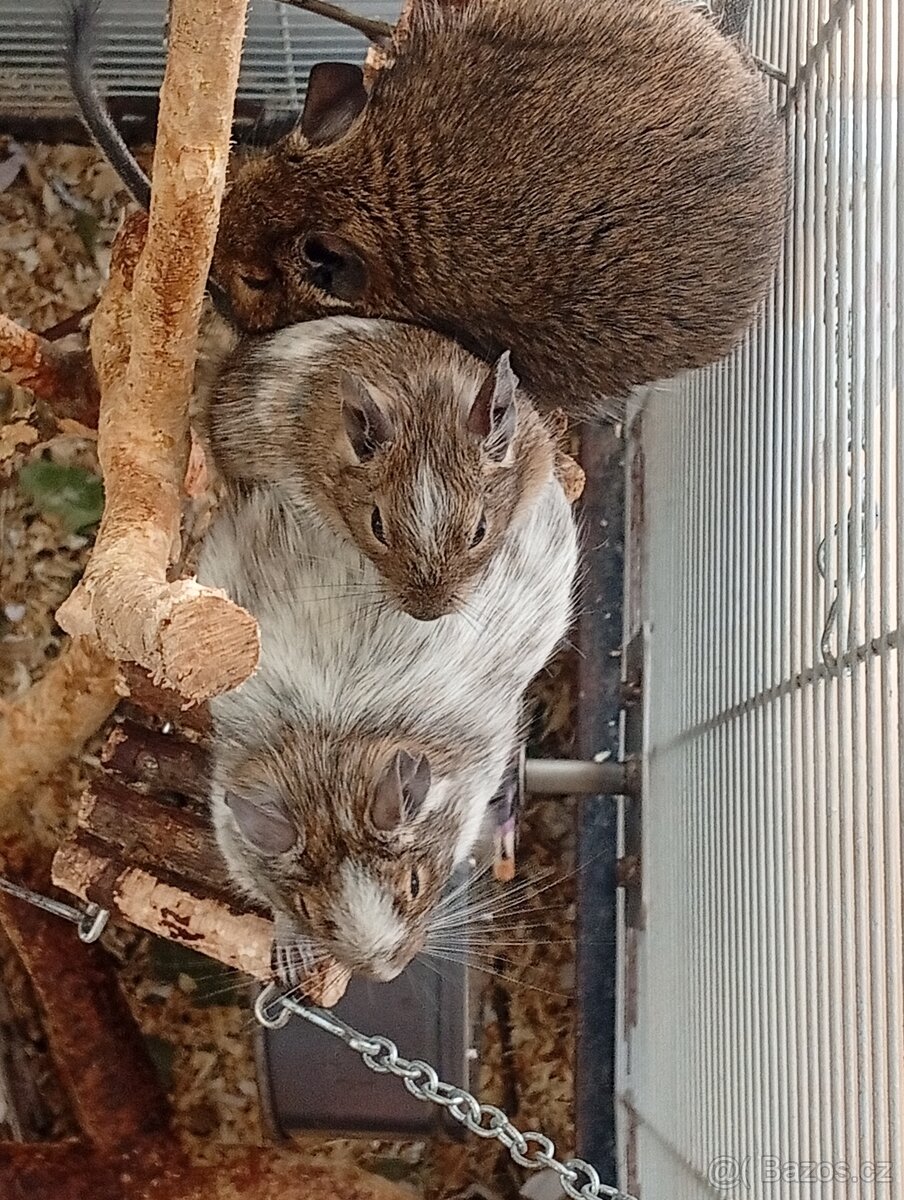 PRODÁM POSLEDNÍHO SAMEČKA OSMÁKA DEGU (STRAKATÉHO) - 2