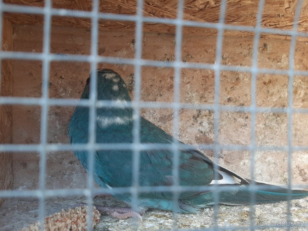 Kakariky - 2