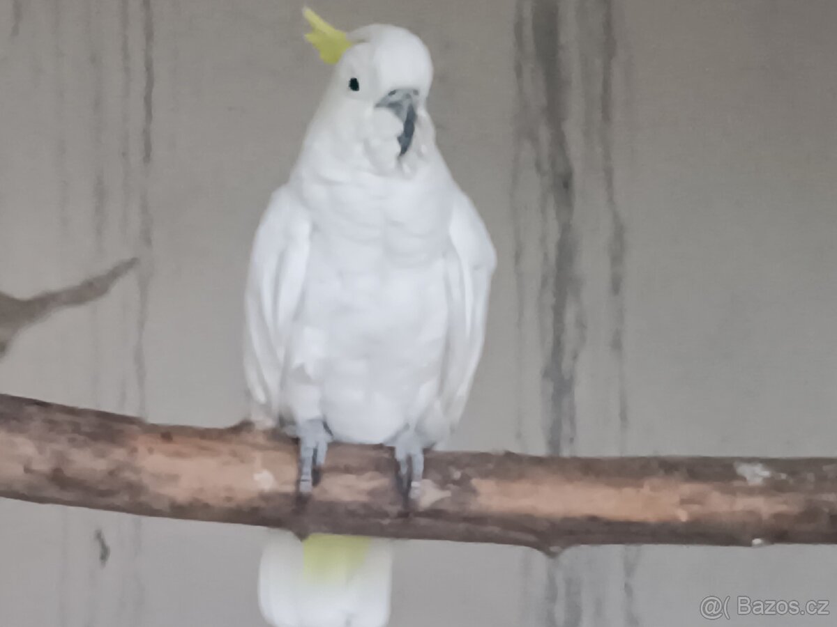 Kakadu Žlutočečelaty - 2