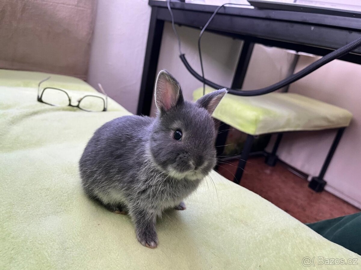 Zakrslý bílopesíkatý modrý králík - 2