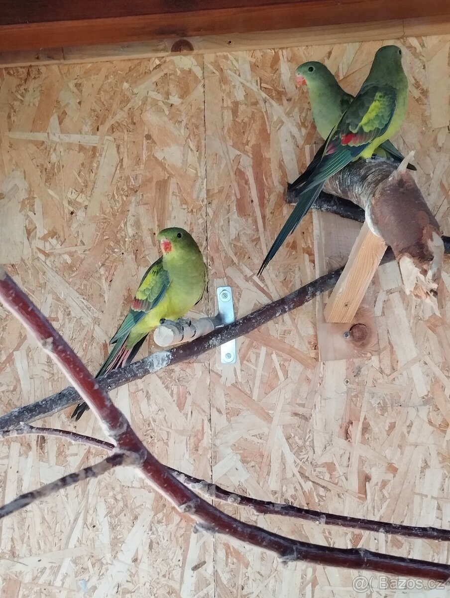 Papoušek horský - 2