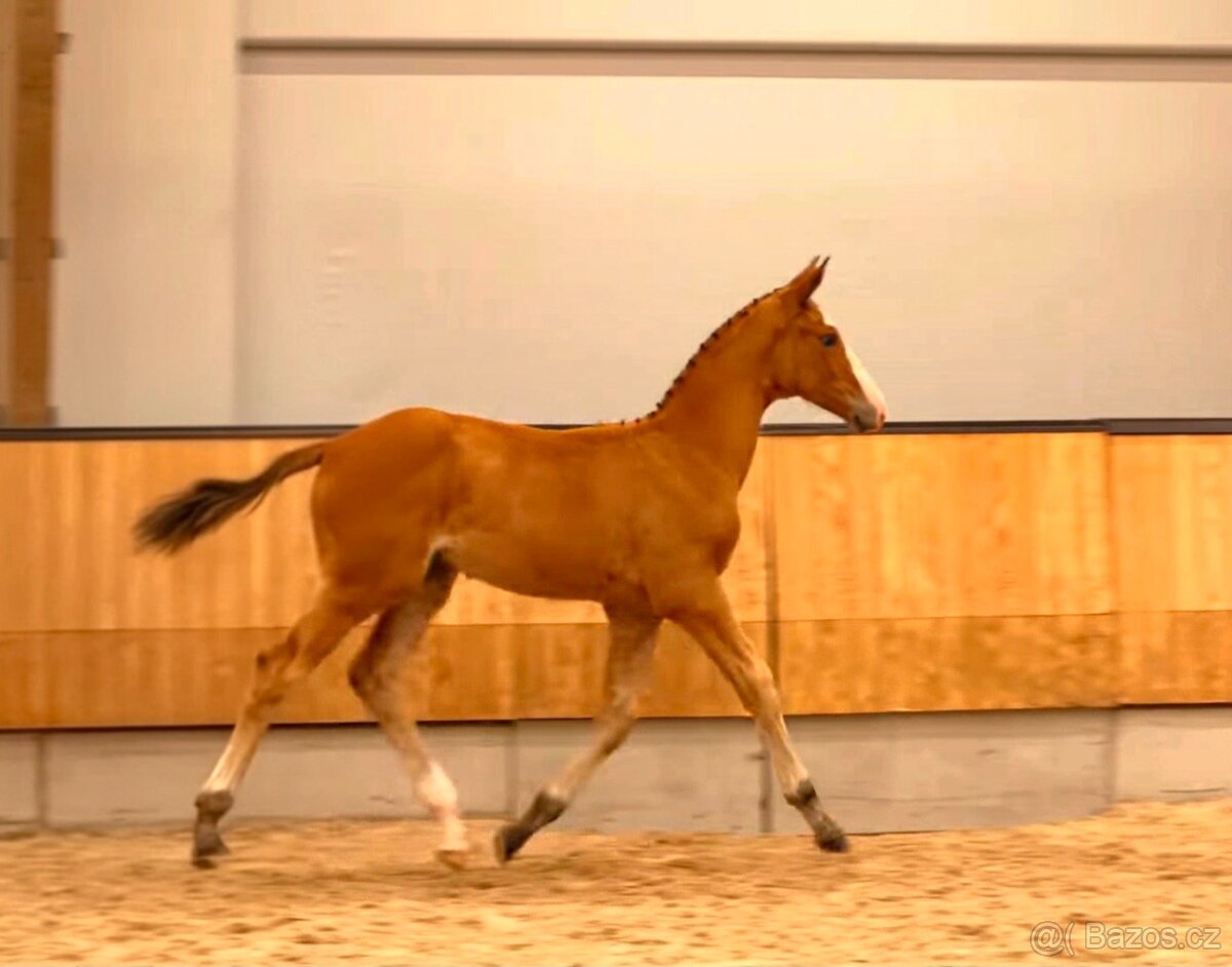 Exkluzívny KWPN žrebček do vyššieho športu - 2