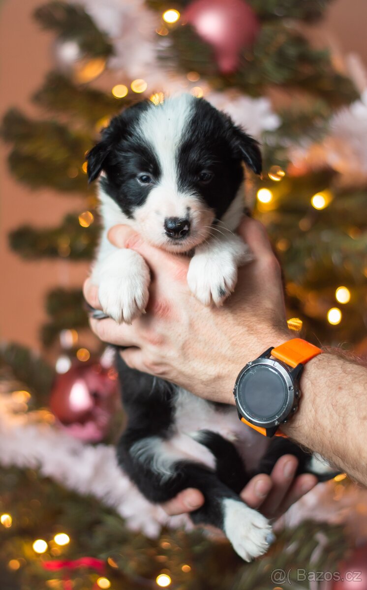 Border kolie s PP (ISDS) - 2