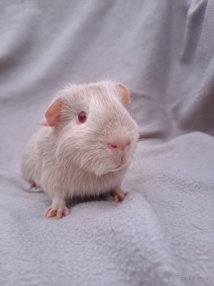 Sameček morčátko - 2