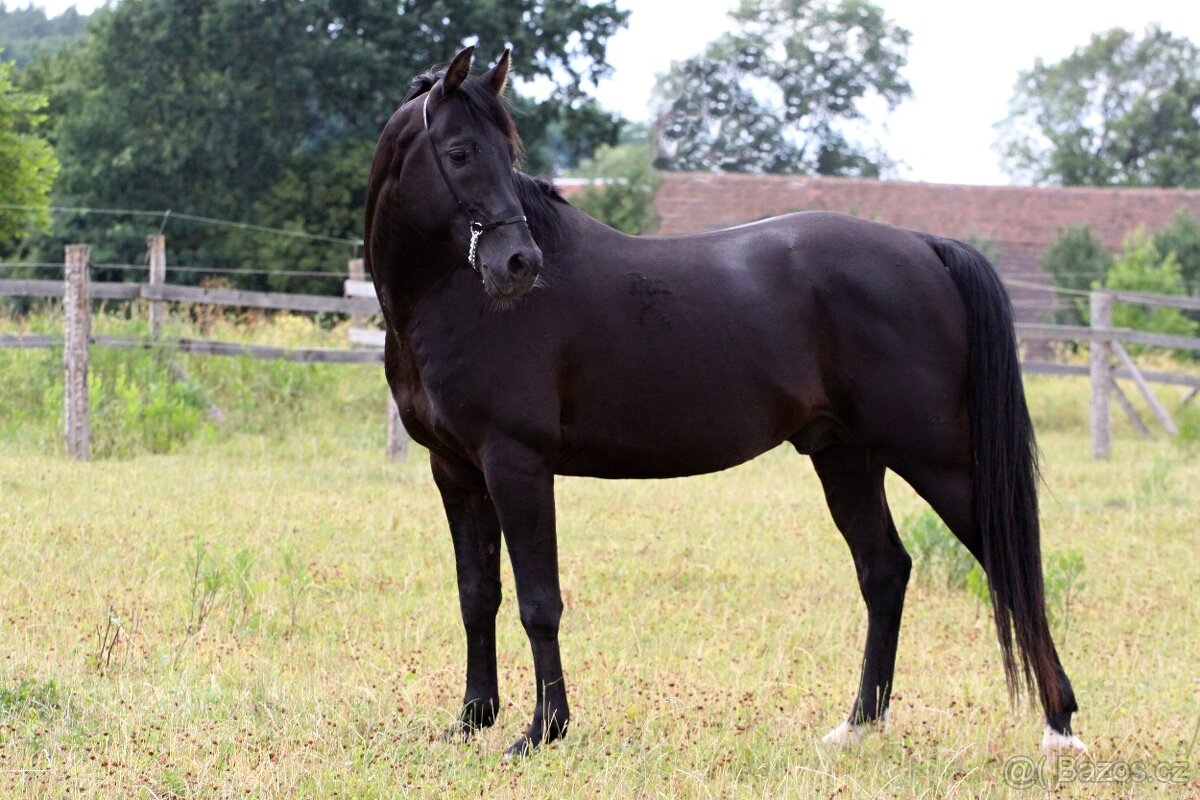 shagya arab - inseminace 2026 - 2