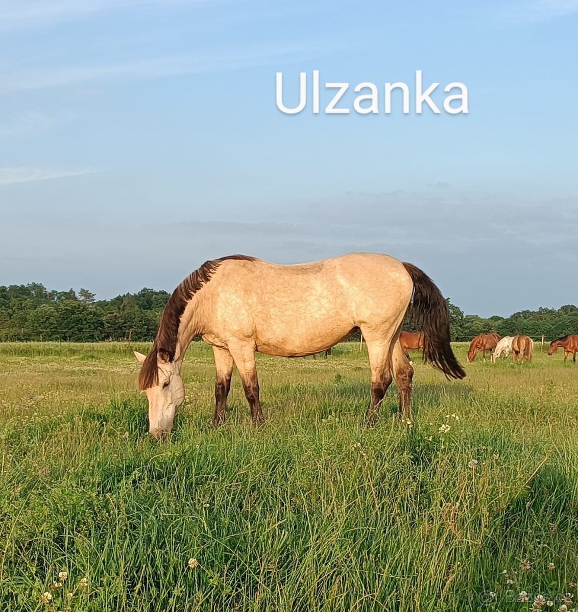 Kobylka na rekreaci - 2