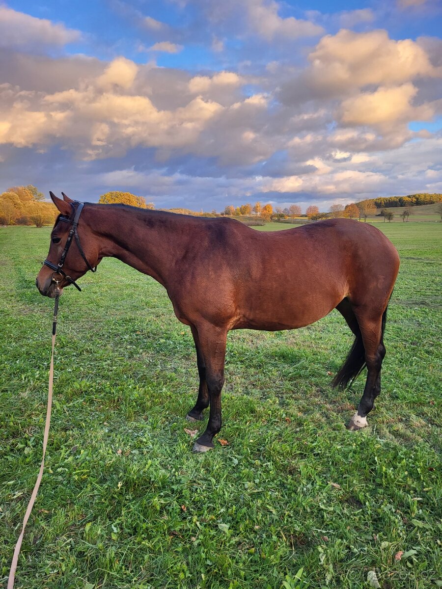 8letá perspektivní klisna - 2