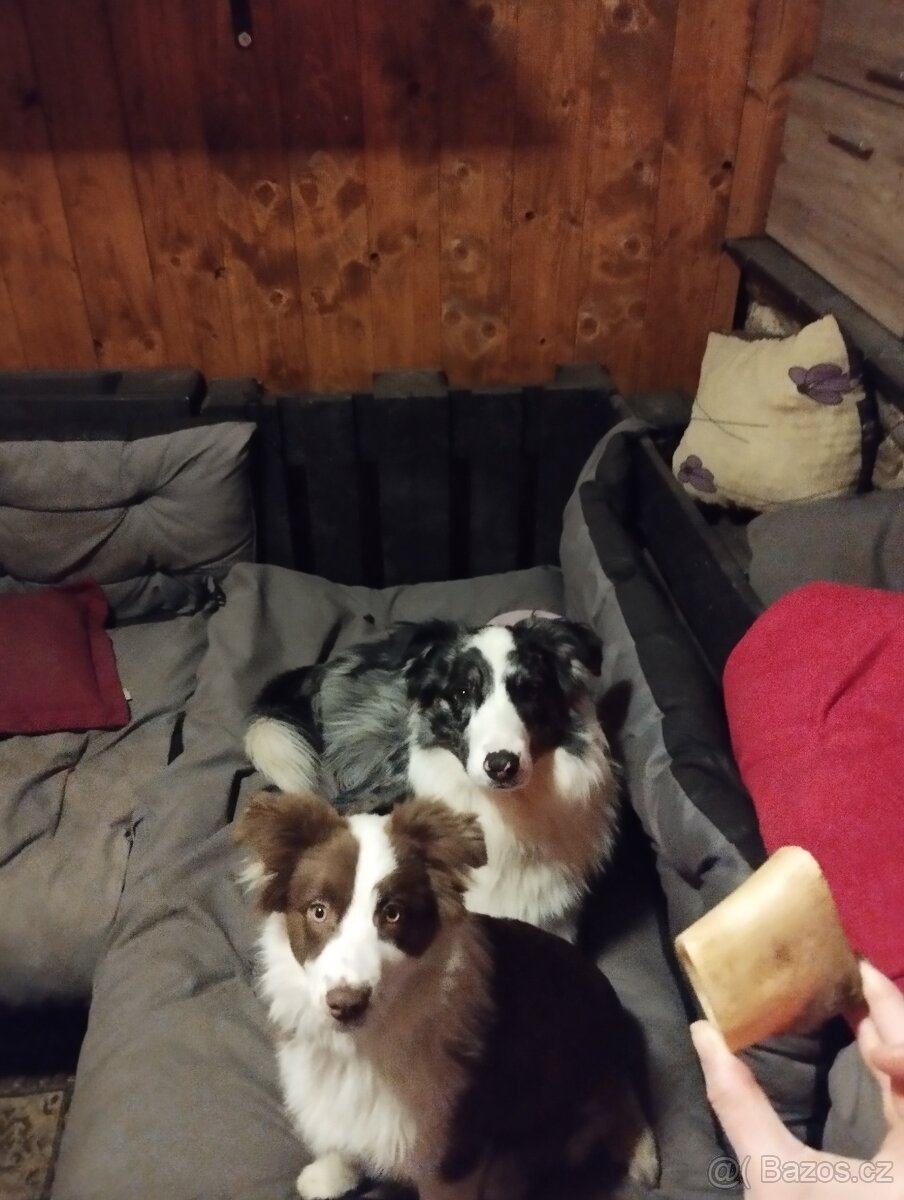 Border Kolie Štěňata - 2