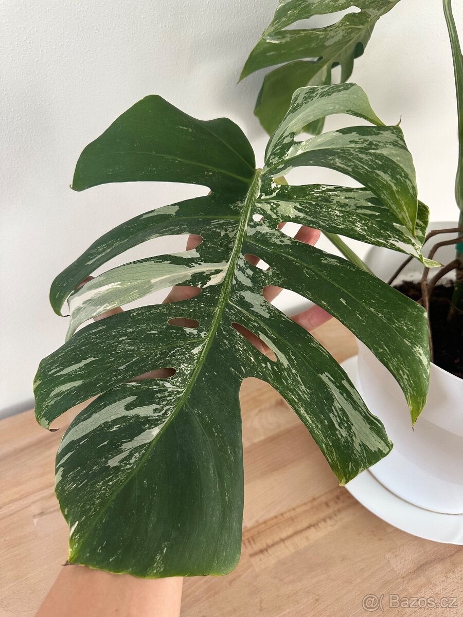 Monstera Albo variegata "Panašovaná'' - 2