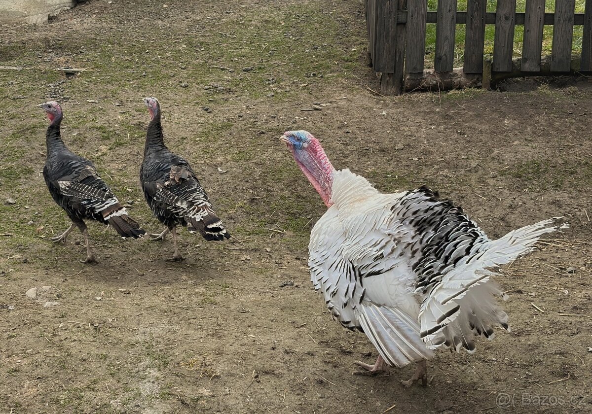 Krůtí násadová vajíčka - 2