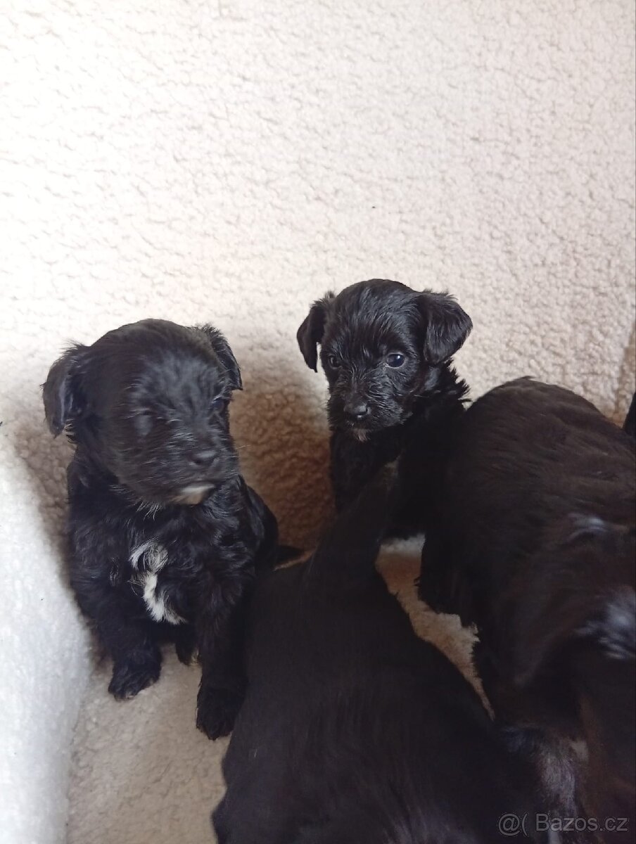 Štěňátka yorkipoo - 2