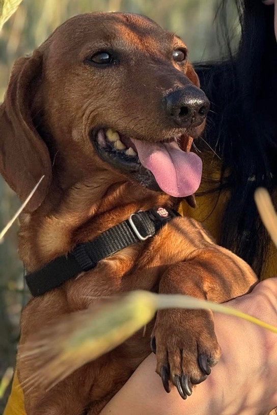 Nabízíme jezevčíka bez PP ke krytí - 2