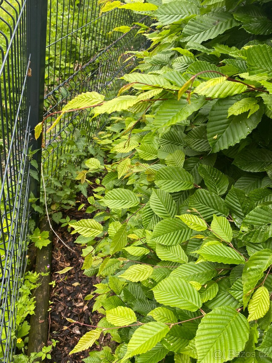 Habr na živý plot - 2