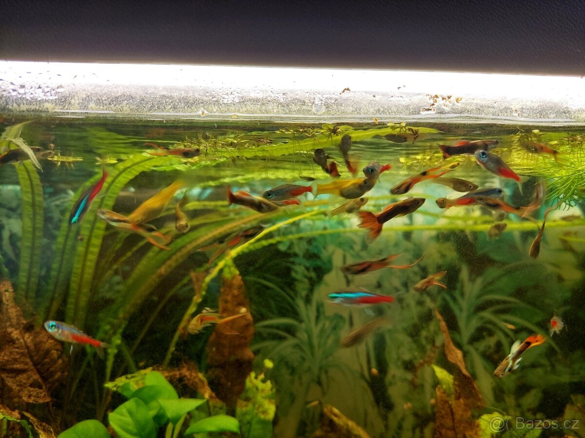 Živorodka Wingeova (Endlerka) a živorodka duhová (Paví očko) - 2