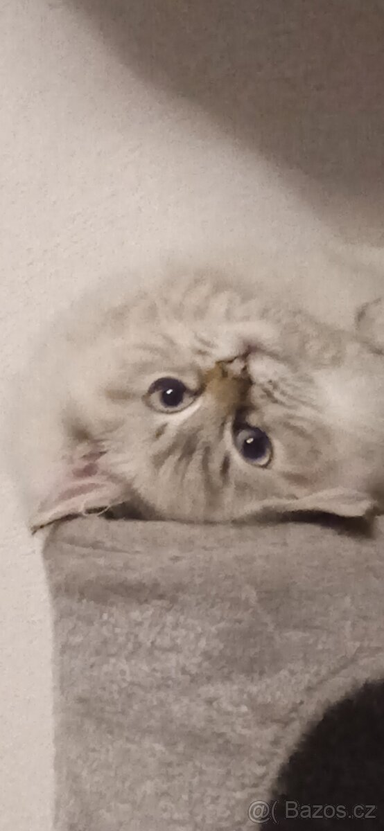 Ragdoll koťátka bez PP - 2