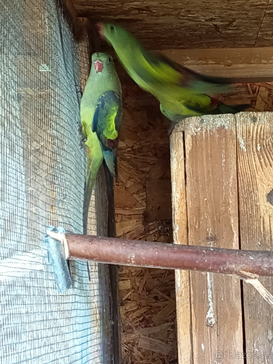 Papoušek horský kouřový - 2