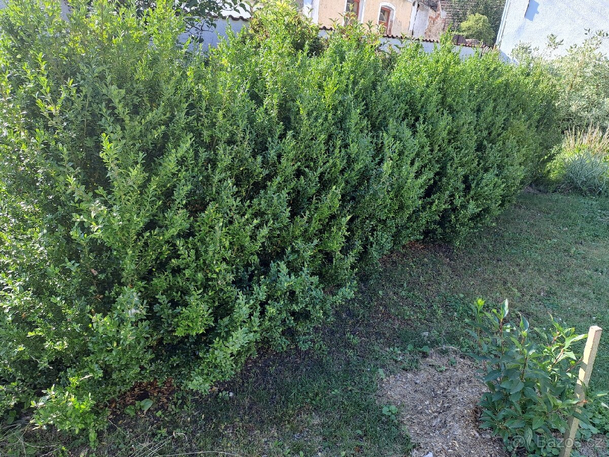 Rostly plot zeleny celorocne - buxus 14 ks vysky 170 cm - 2