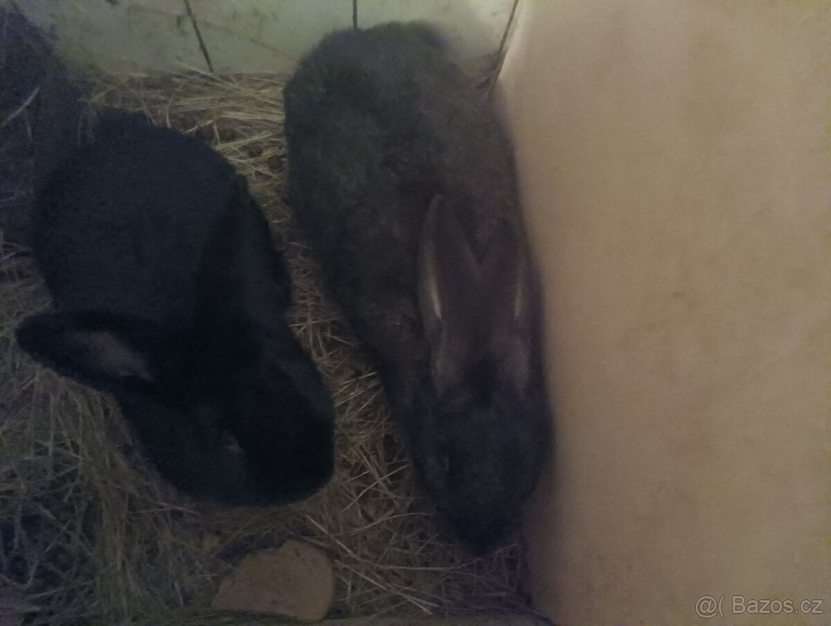 Prodám samce a samici králíků - 2