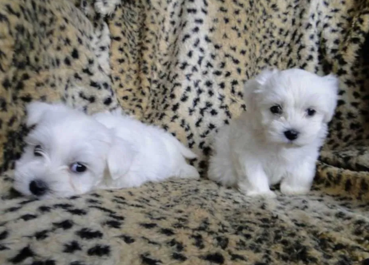 Maltézský psík maltezáček maltez - 2