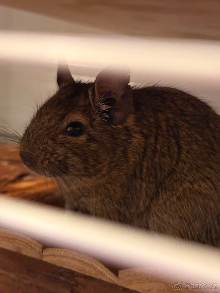 Osmák degu - 2