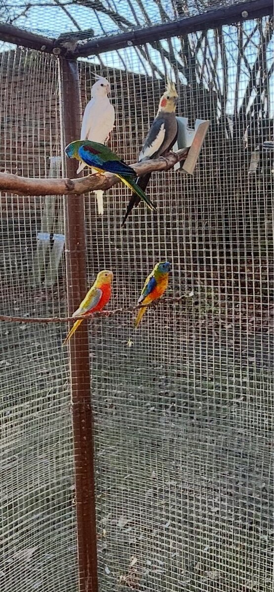 Neoféma tyrkysová 2:1 - 2