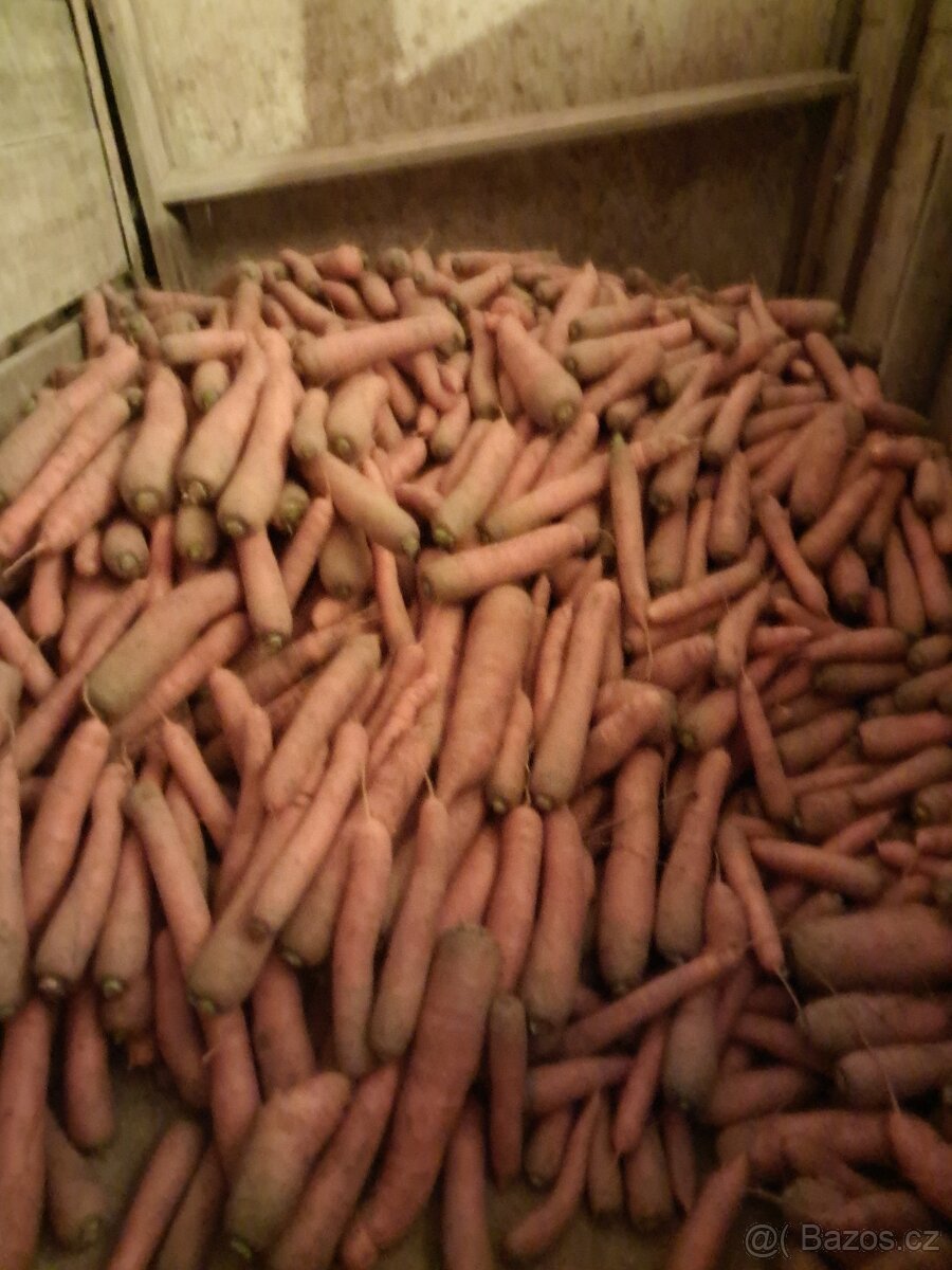 Prodám kvalitní mrkev k uskladnění. - 2