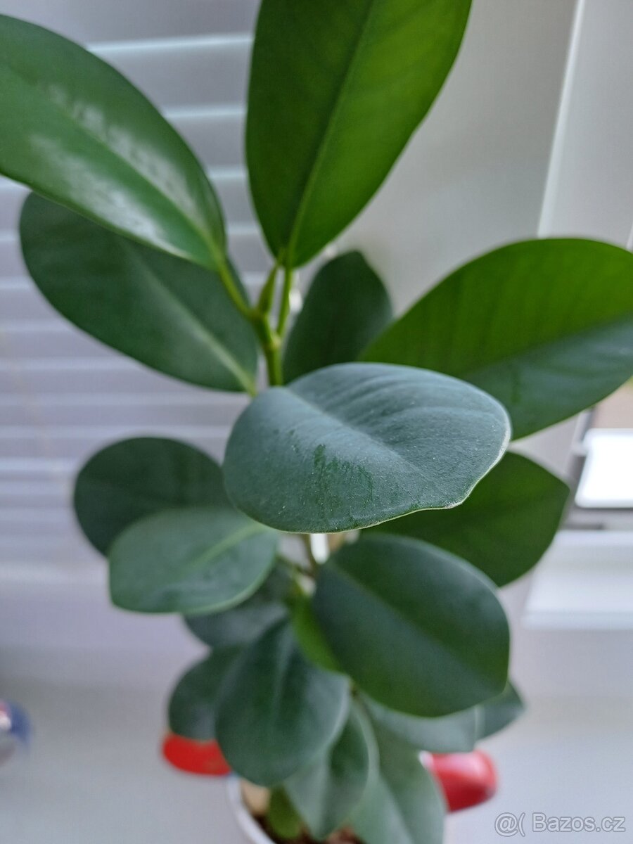 Rostlina Fikus vč.keram.kvetinace a kamene - 2