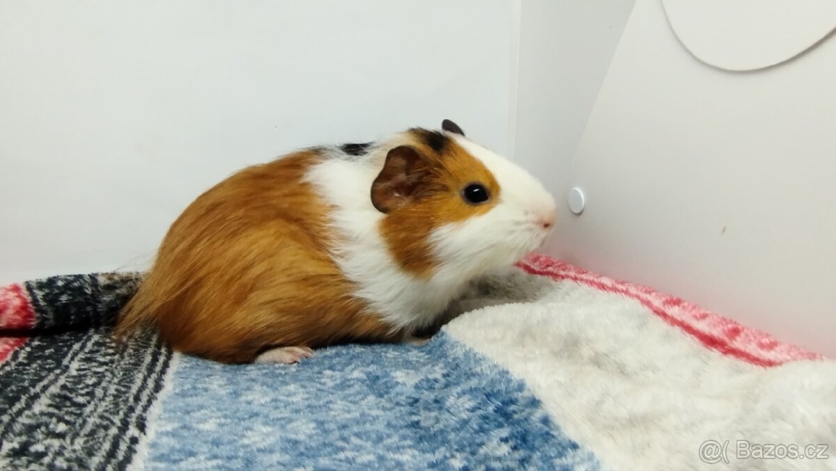 Morče, Morčata, Morčátko, Morčátka - KEVIN - 2