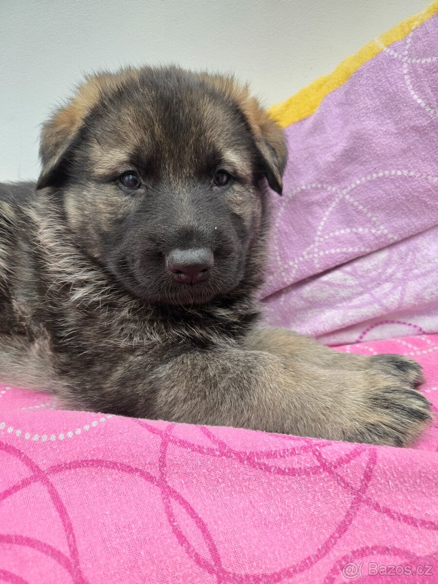 Německý ovčák - 2