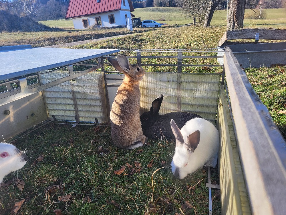 králíci vesnická křižovatka - 2