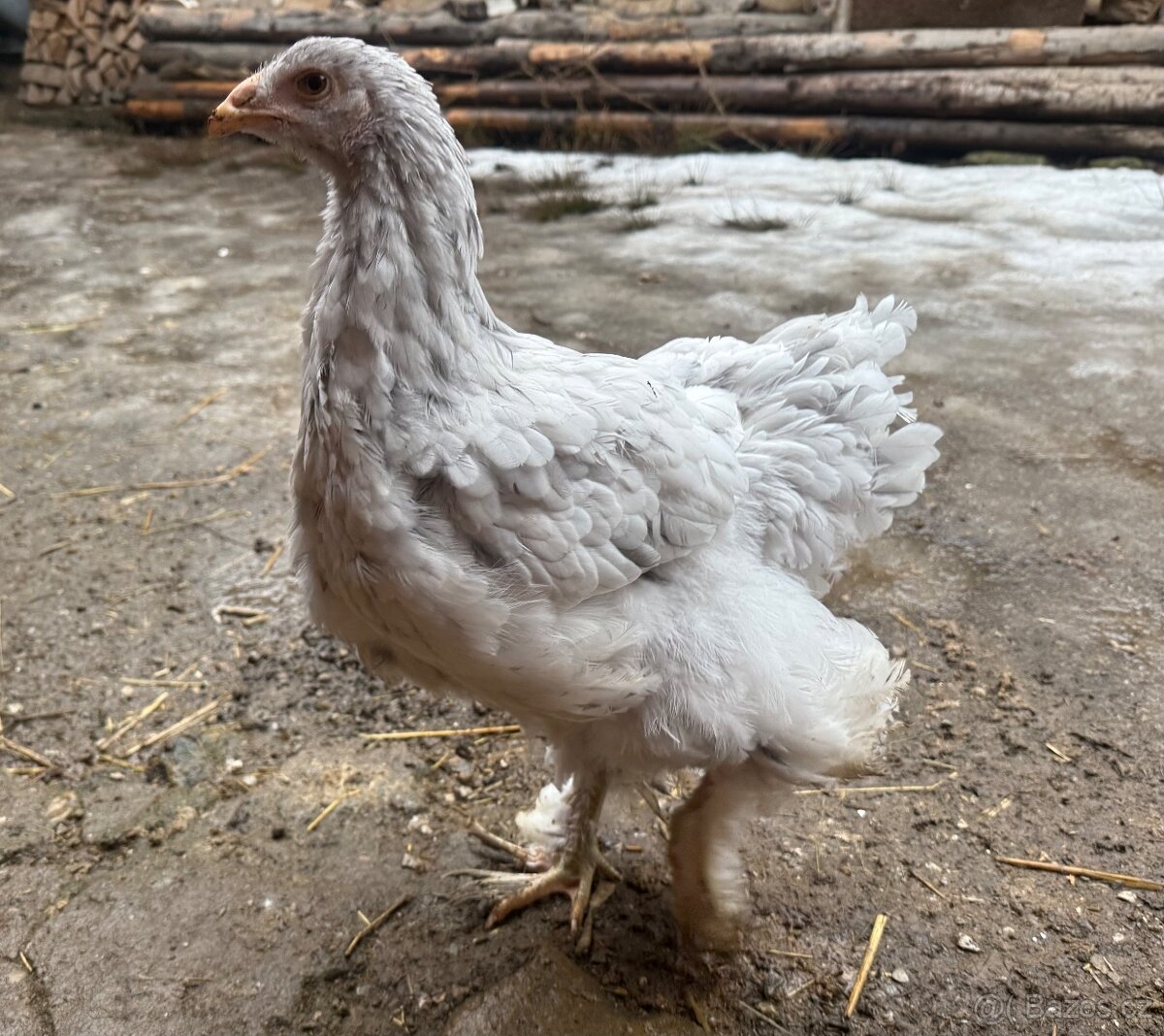 Brahmanka velká slepice - 2