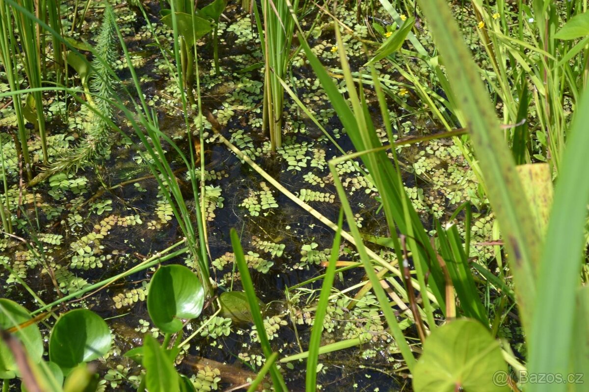 vodní rostliny bahenní rostliny - 2