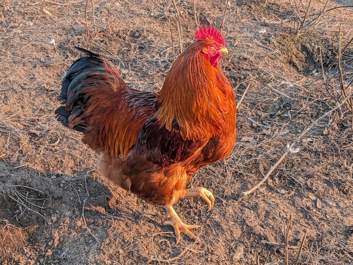 kohout Hempšír - 2