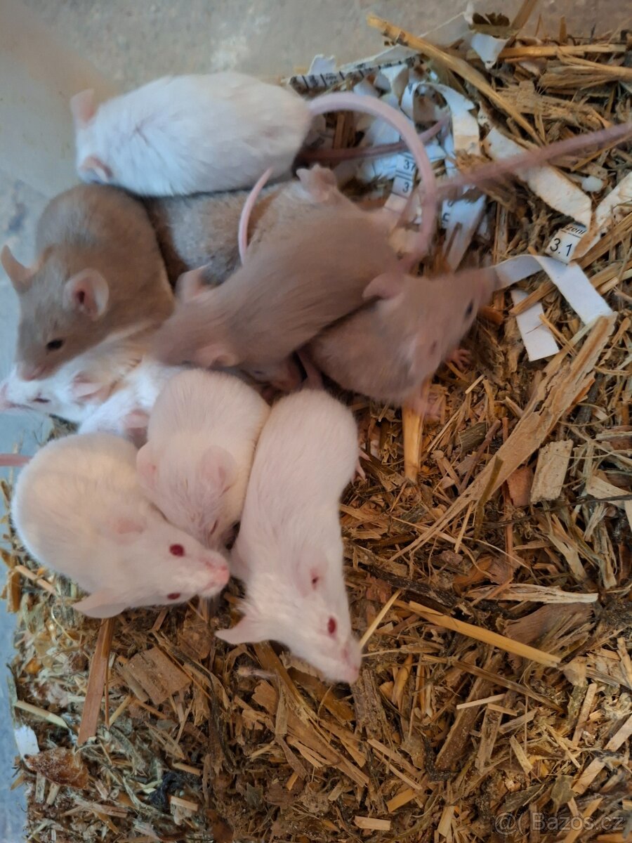 Mastomyši - myši - 2