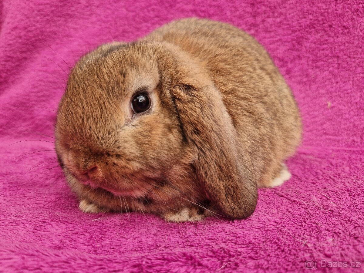 Zakrslý beránek samička - 2