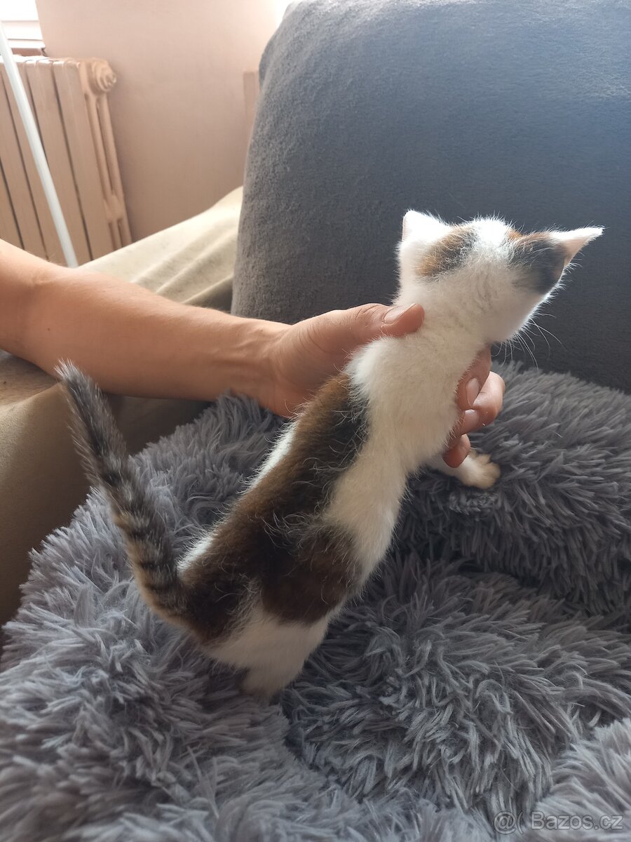 Darujeme kočičky do dobrých rukou - 2