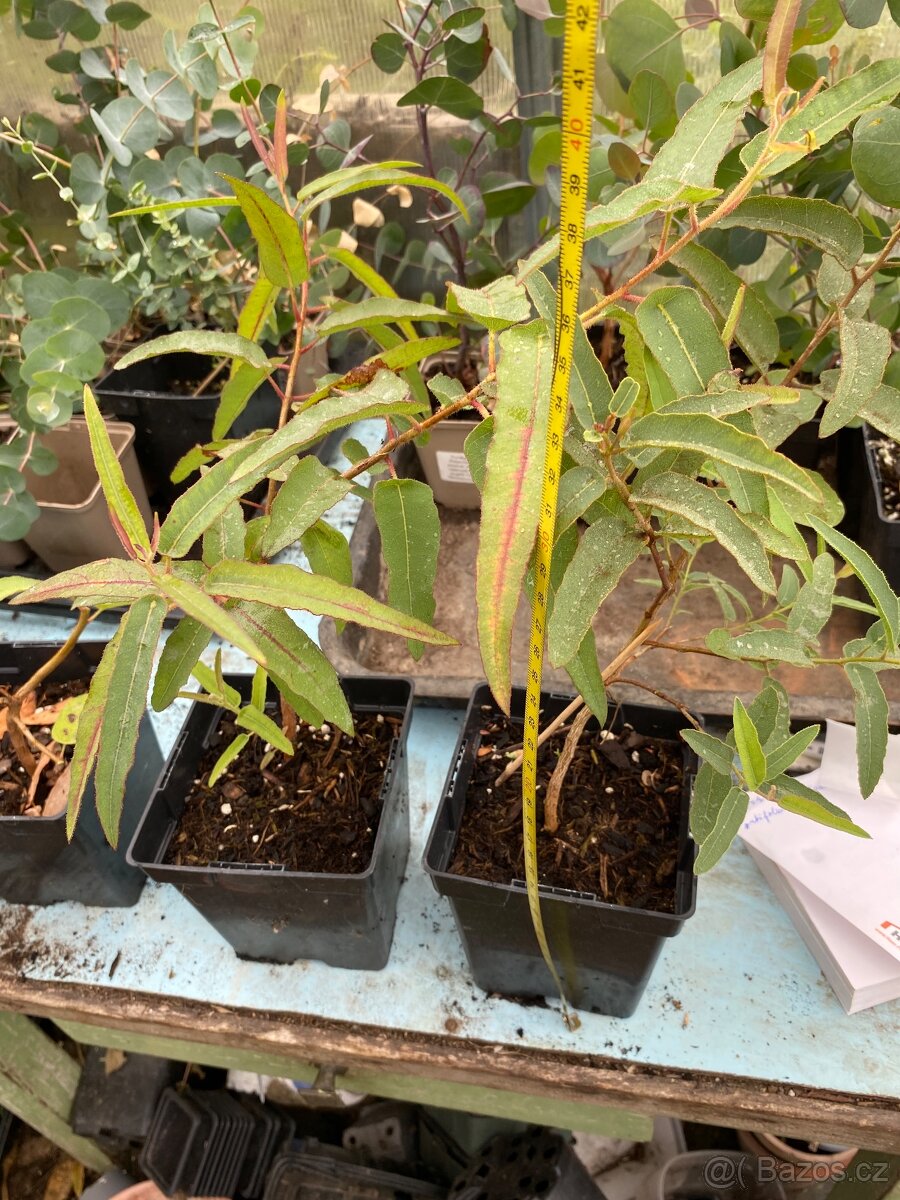 Prodej Eukalyptů - 2