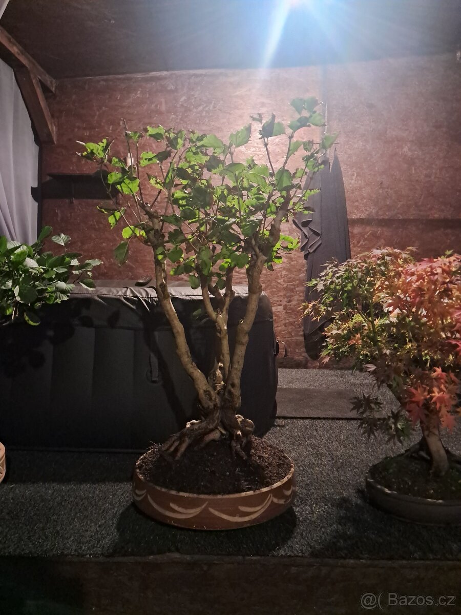 Bonsaj,bonsai Japonský Šeřík - 2