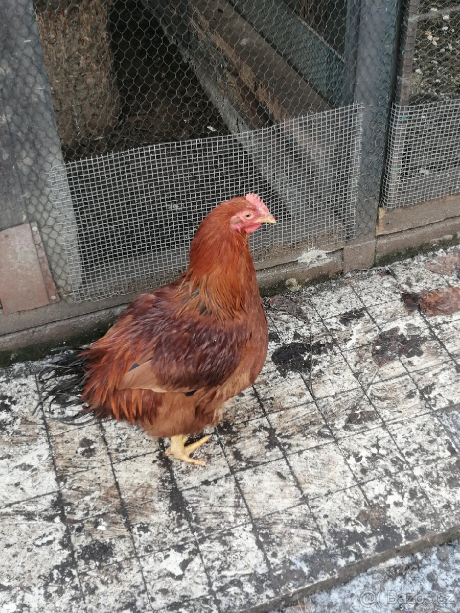 Kohouti letošní - 2