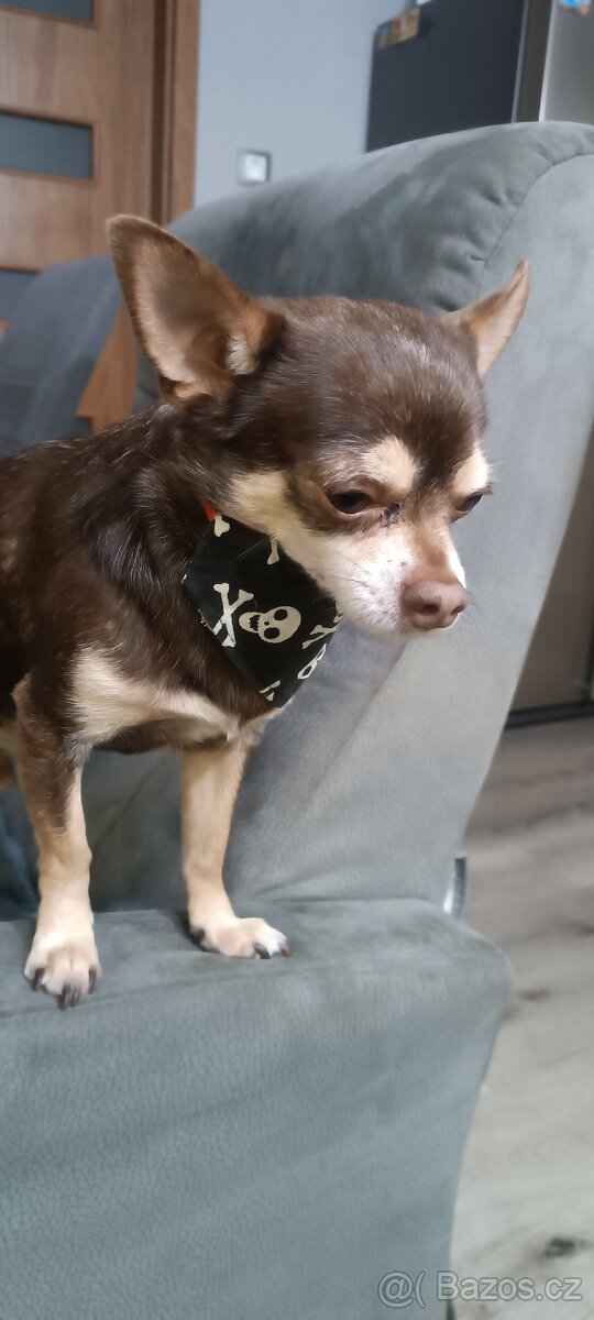 Psí ozdobný šátek - 2