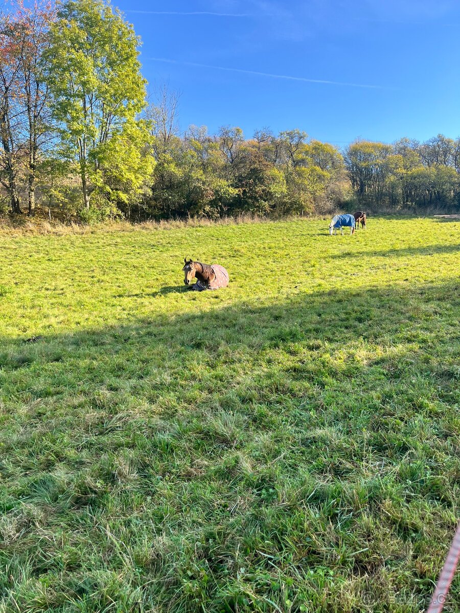 Pastevní ustájení u Štětí - 2