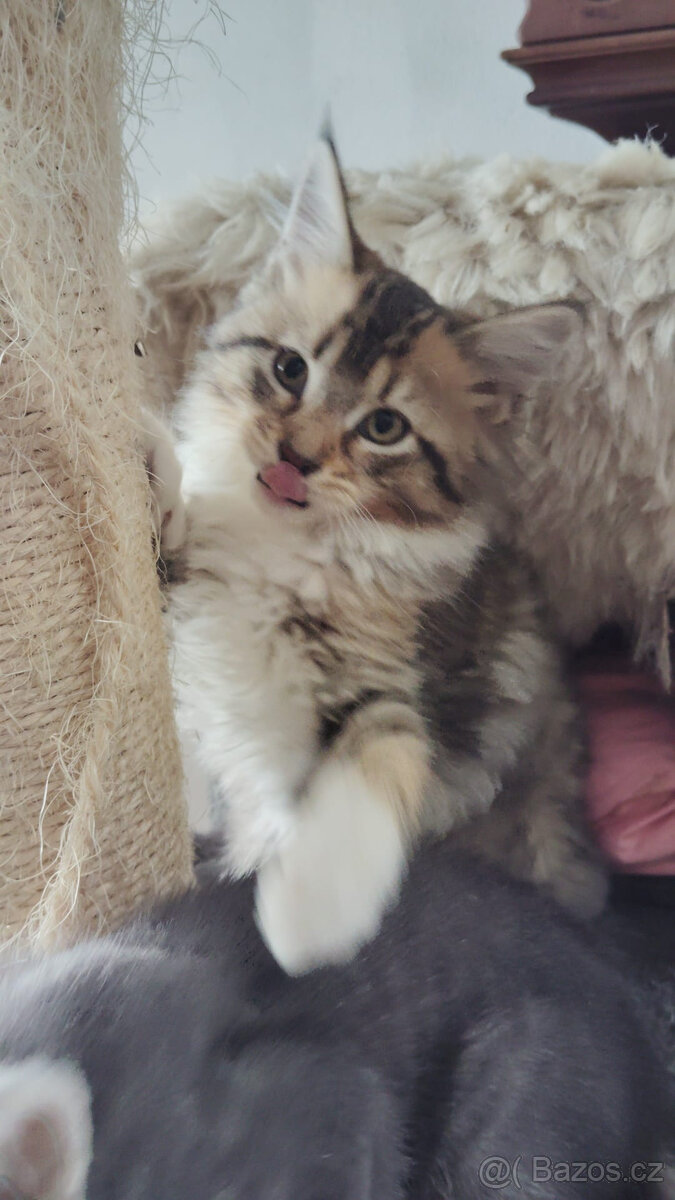 Dlouhosrstá koťátka - 2