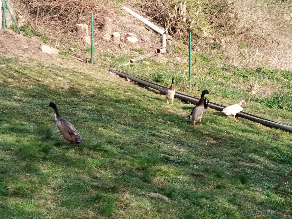 Indický běžec - 2