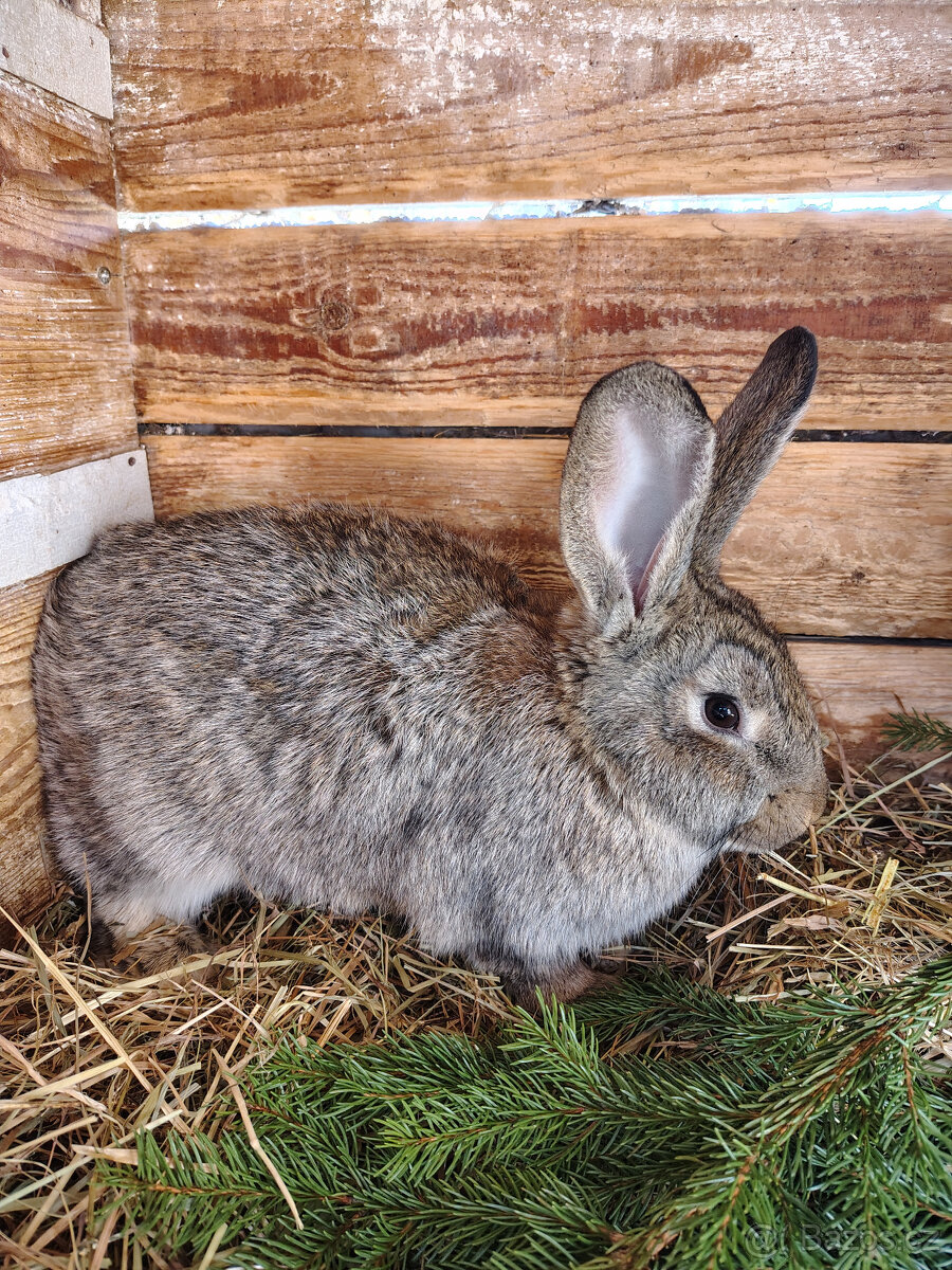 Králík - samice - 2