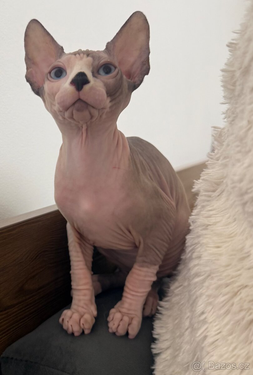Kanadský sphynx - 2