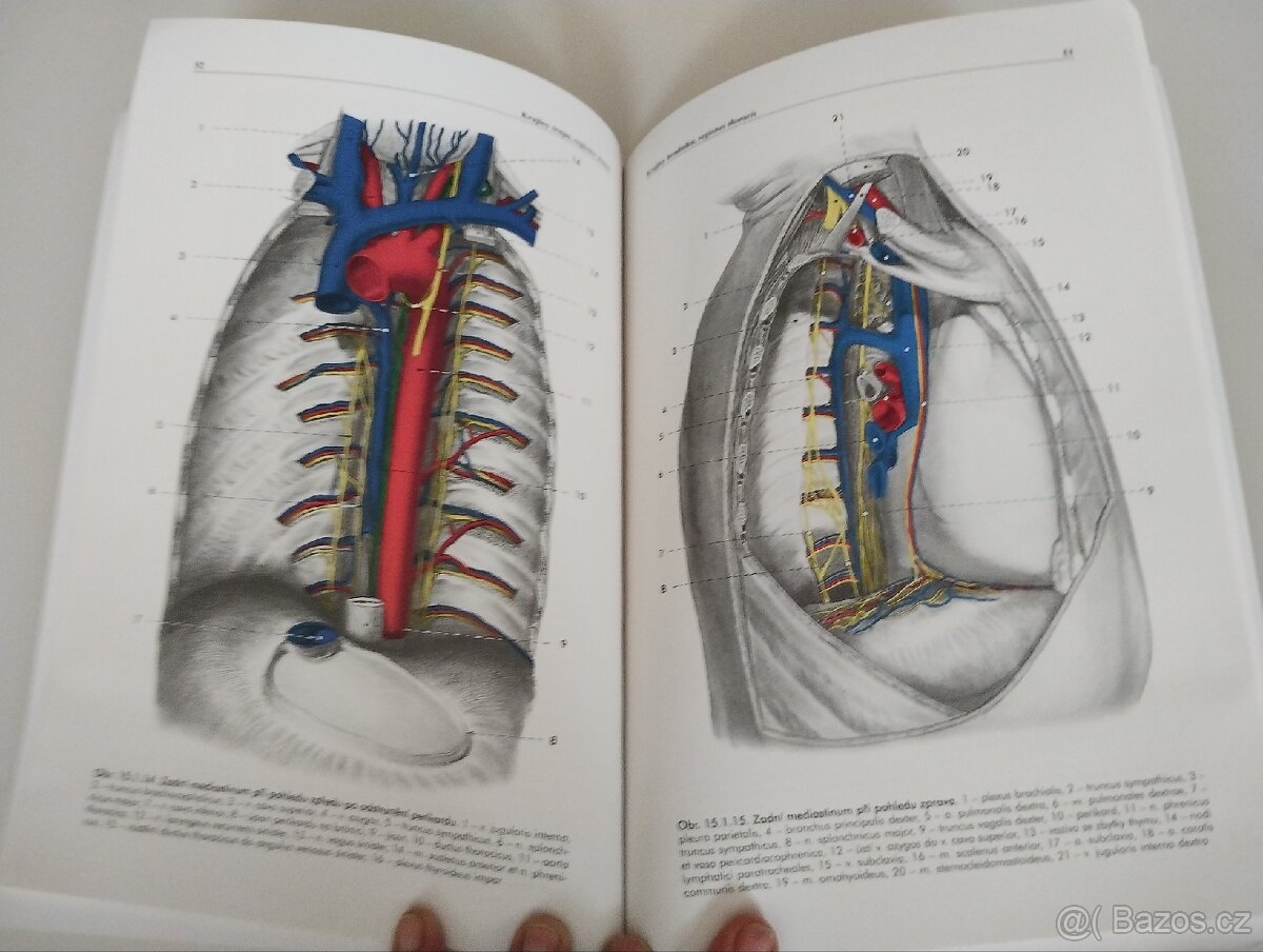 Základy anatomie - 2