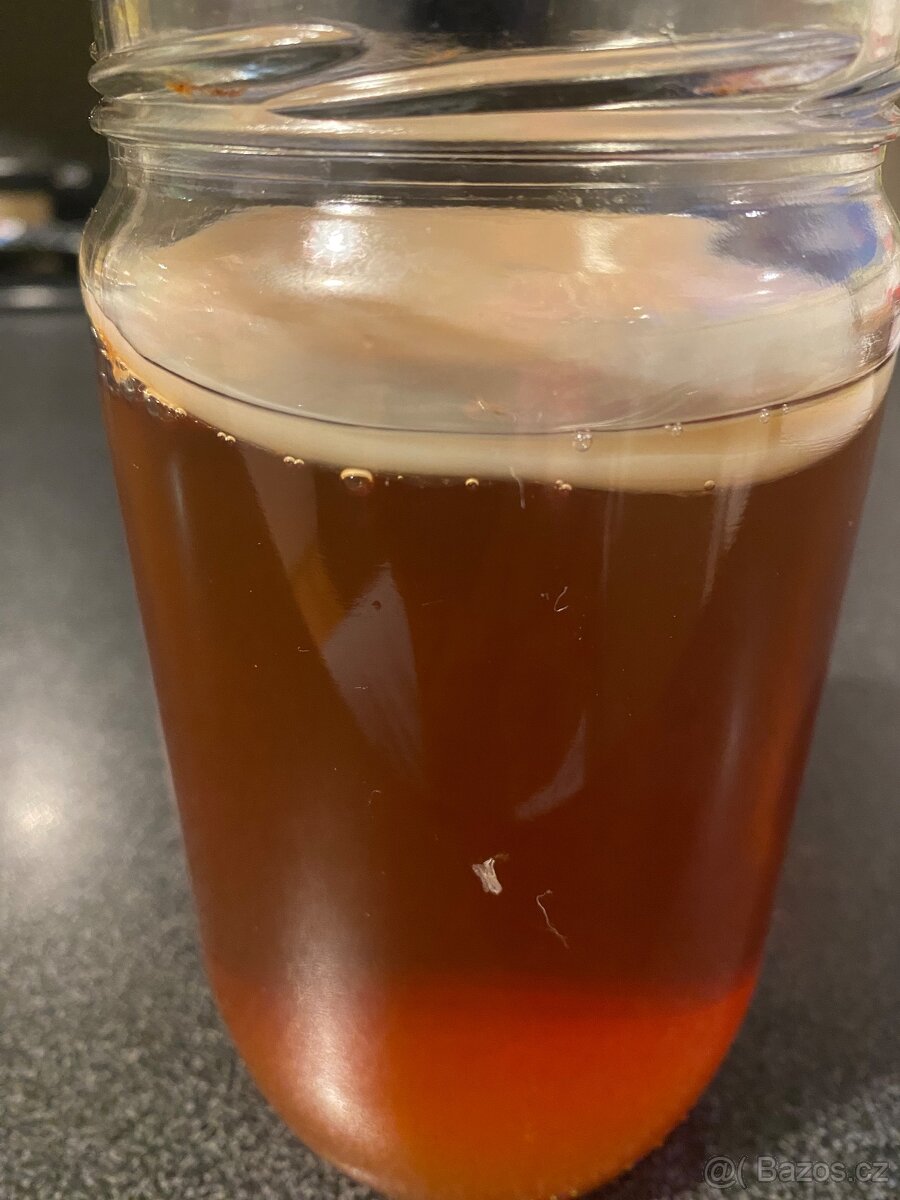 Kombucha - čajová houba - 2